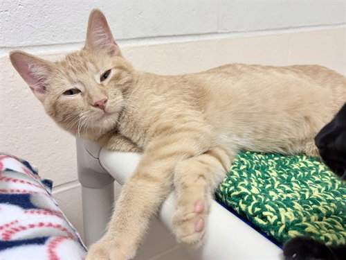 picture of the cat needing adoption