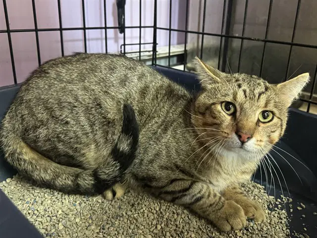 Harold - Domestic Short Hair