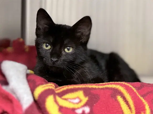 Genevieve - Domestic Short Hair