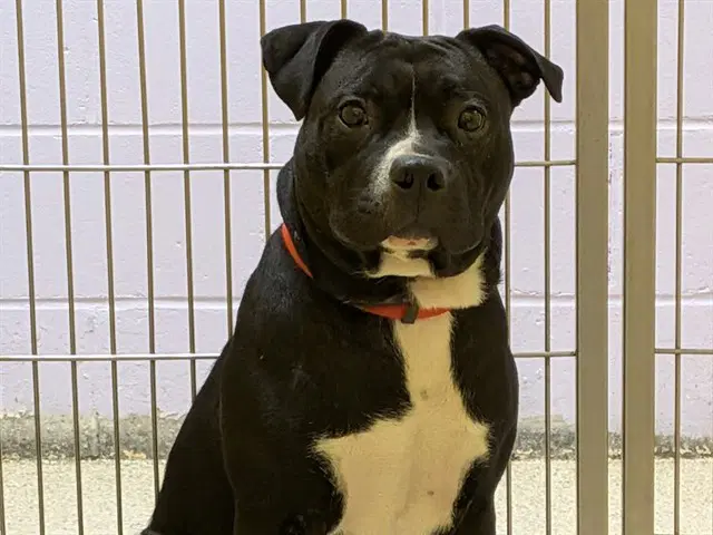 Gunner - American Bulldog