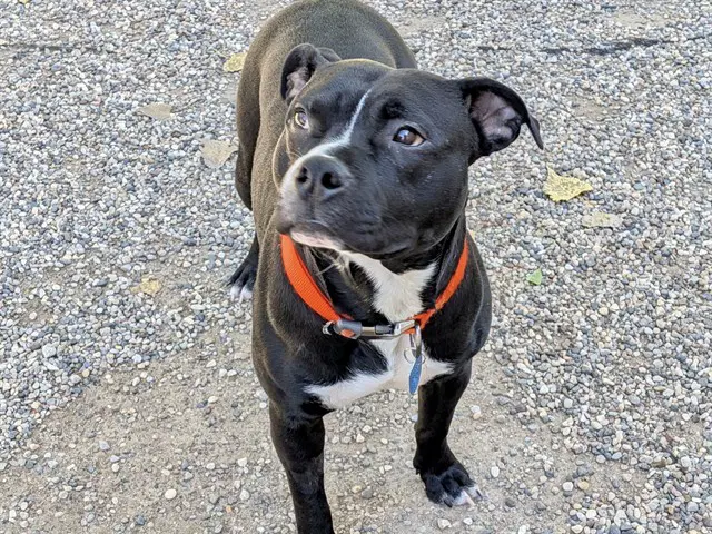 Gunner - American Bulldog