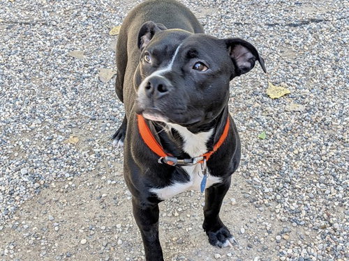 picture of the dog needing adoption