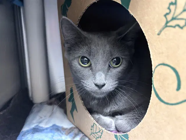 Mama Gray - Domestic Short Hair