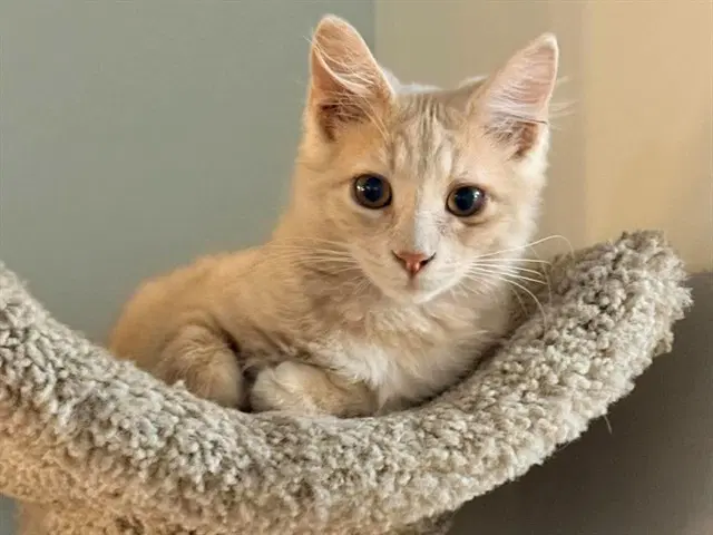 Toad - Domestic Medium Hair
