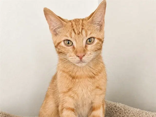 Mario - Domestic Short Hair