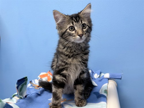 picture of the cat needing adoption