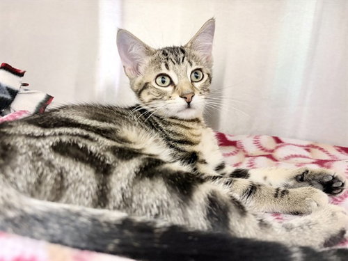 picture of the cat needing adoption