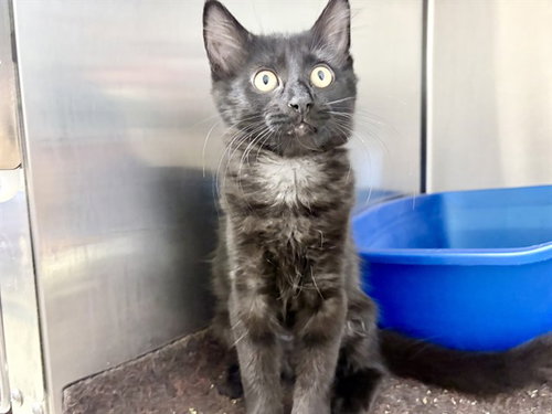 picture of the cat needing adoption