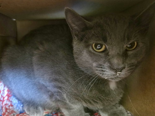 picture of the cat needing adoption