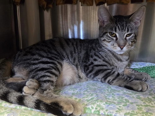 picture of the cat needing adoption