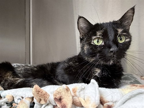 picture of the cat needing adoption