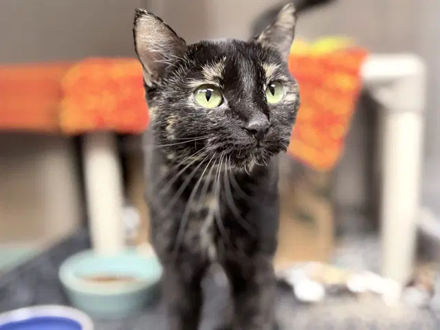 Fran - Domestic Short Hair