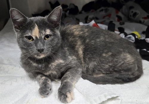 picture of the cat needing adoption