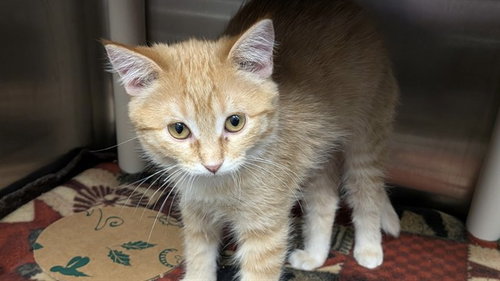 picture of the cat needing adoption