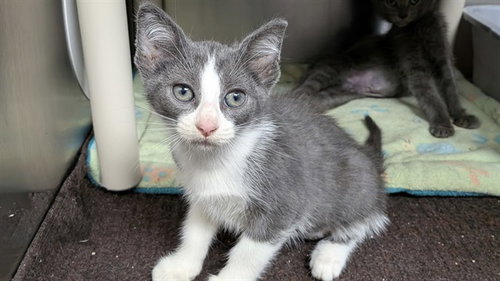 picture of the cat needing adoption