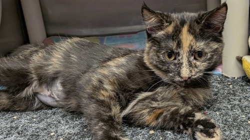 picture of the cat needing adoption