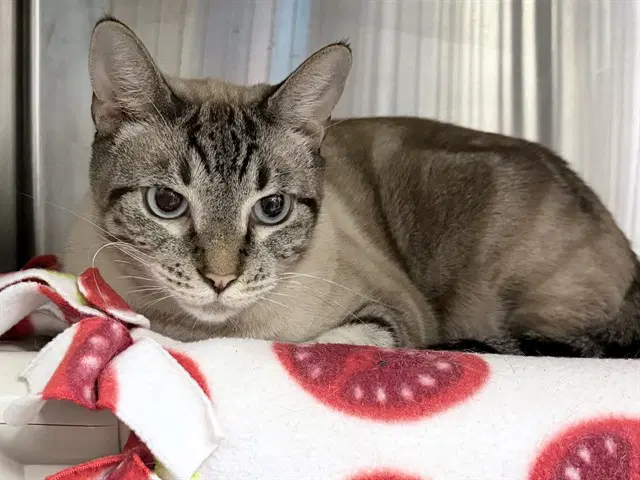 Flint - Siamese