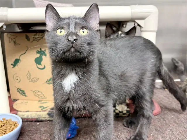 Colbolt - Domestic Short Hair