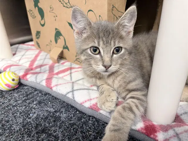 Irby - Domestic Short Hair