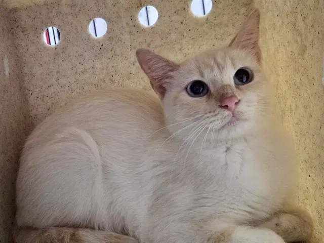 Paloma - Siamese
