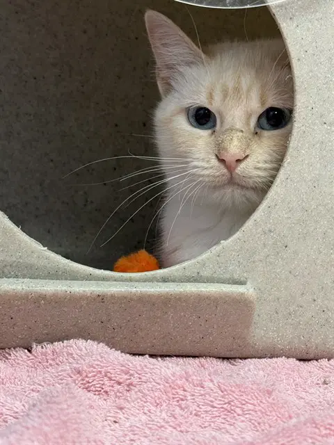 Paloma - Siamese