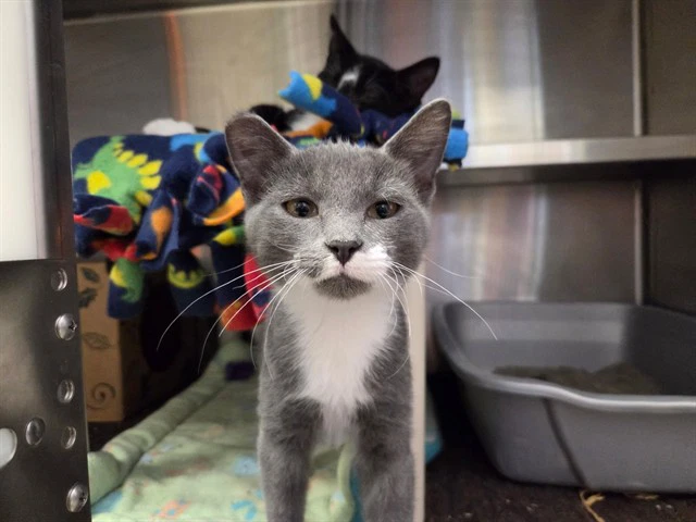 Pip