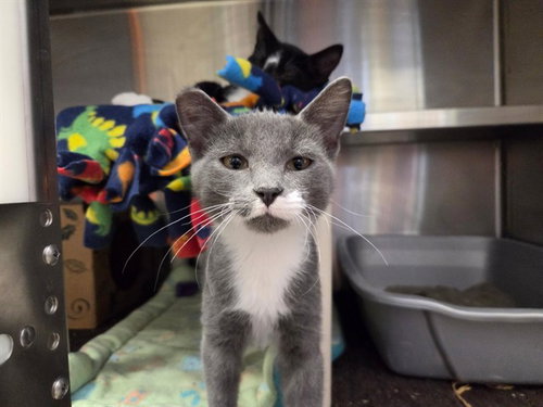 picture of the cat needing adoption