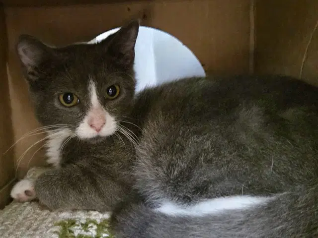 Squeak - Domestic Short Hair
