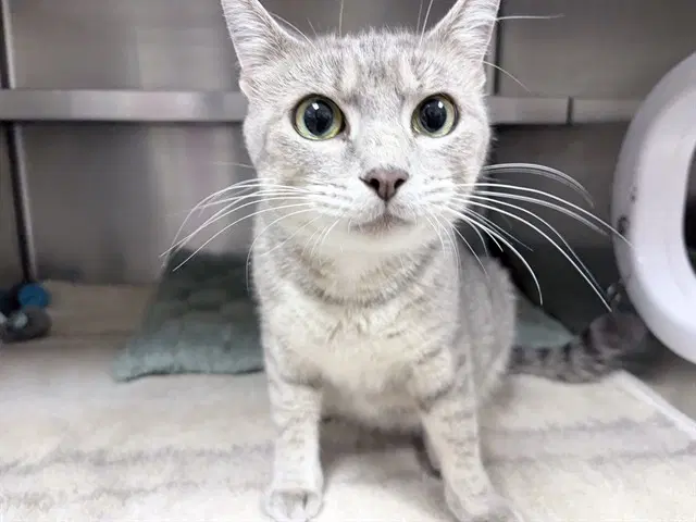Koto - Domestic Short Hair