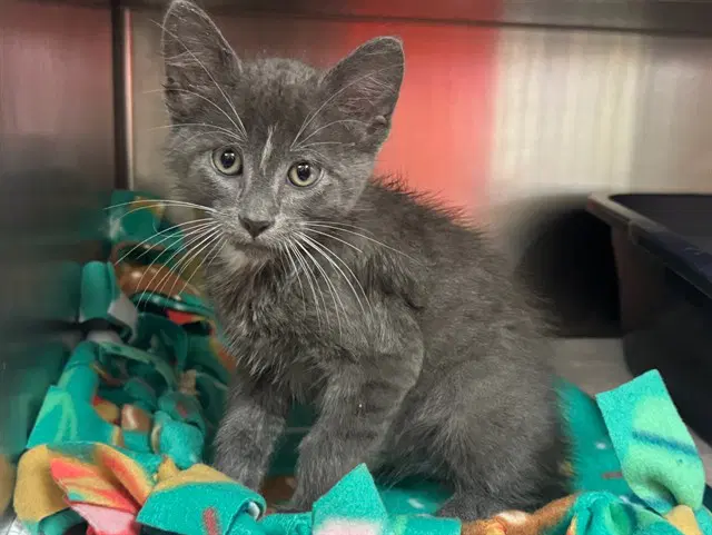 Rigsby - Domestic Short Hair