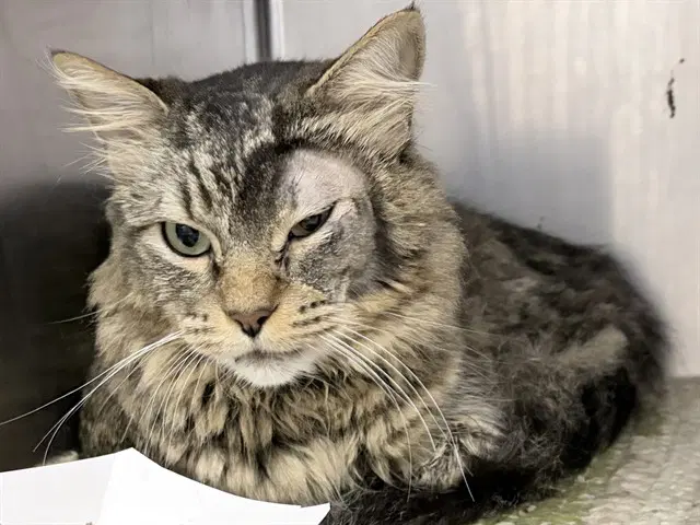 Pop Tart - Domestic Medium Hair