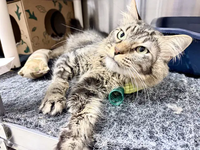 Pop Tart - Domestic Medium Hair