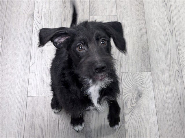 Juke, Terrier