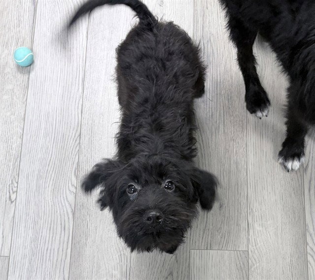 Rookie, Terrier