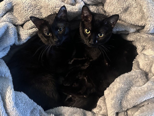 Void, Domestic Short Hair