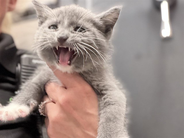 Vernon, Domestic Short Hair