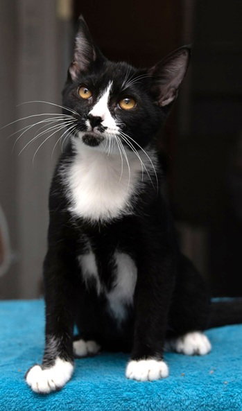 Reno, Domestic Short Hair