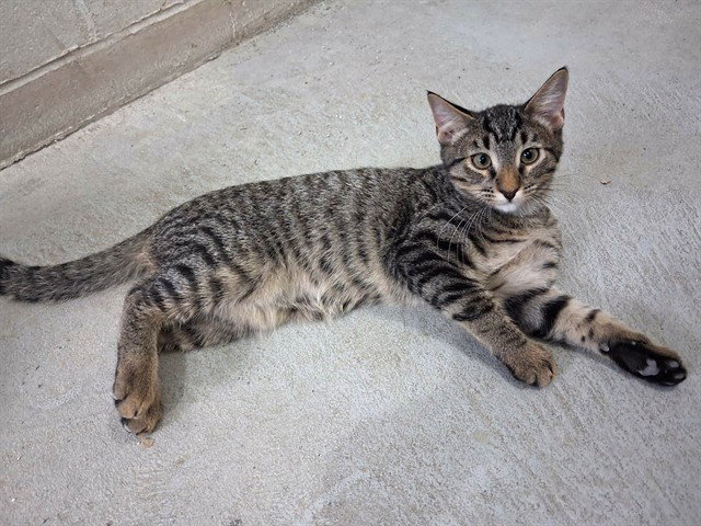 Jake, Domestic Short Hair