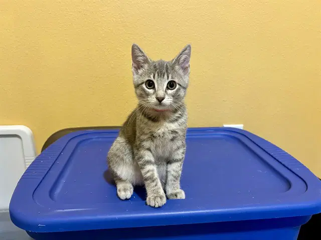 Zither - Domestic Short Hair