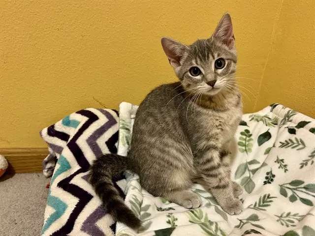 Ukeke - Domestic Short Hair
