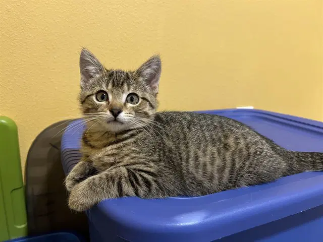 Cetera - Domestic Short Hair