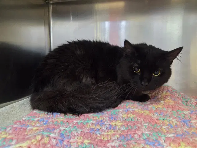 Oslo - Domestic Medium Hair