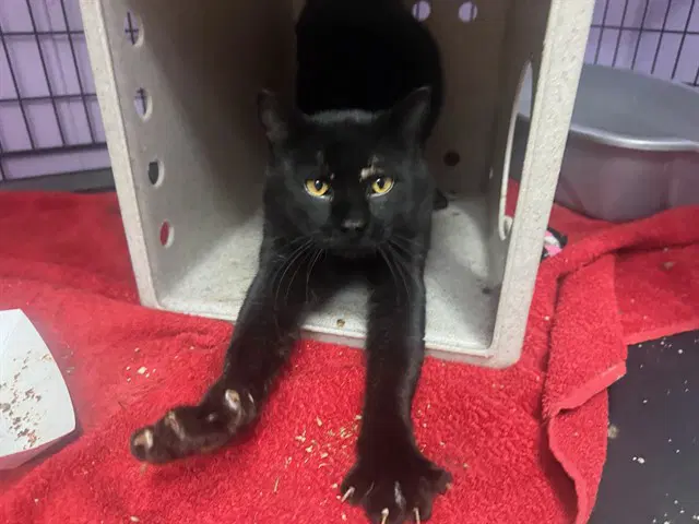 Zeep - Domestic Short Hair