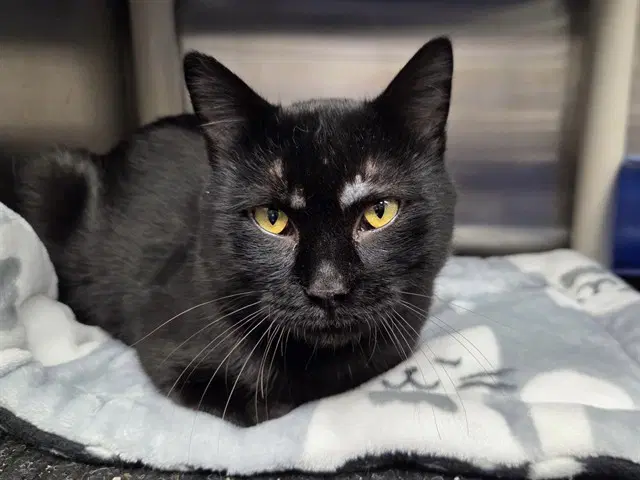 Zeep - Domestic Short Hair