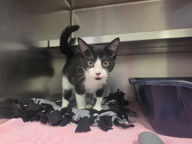 Torino - Domestic Short Hair