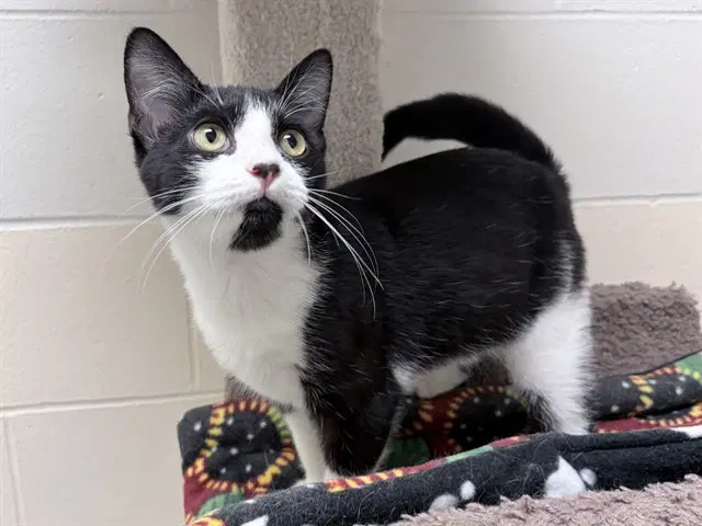 Torino - Domestic Short Hair