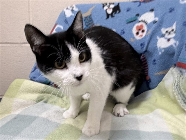 PANTERA