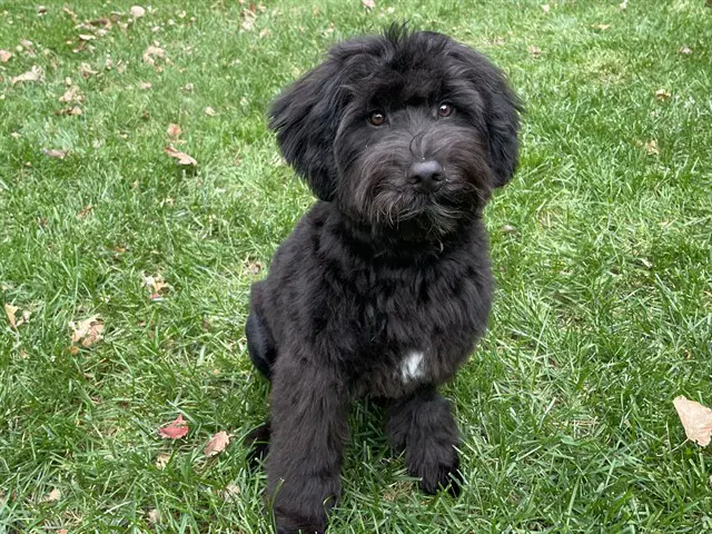 Qb - Terrier