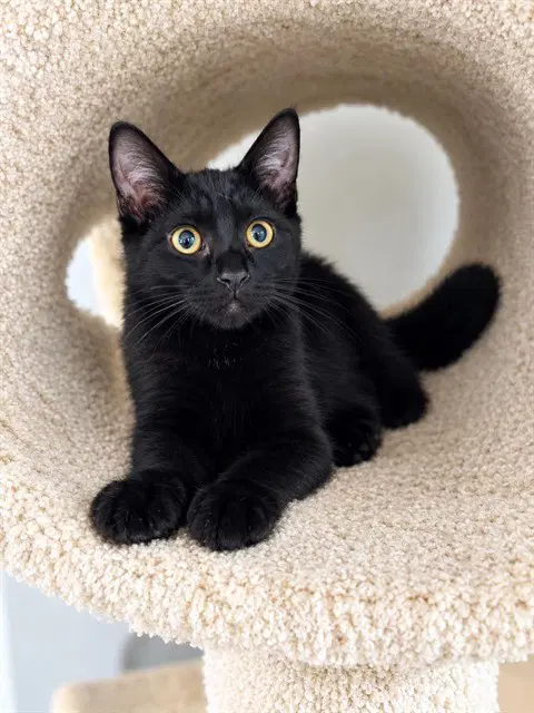 Aladdin - Domestic Short Hair