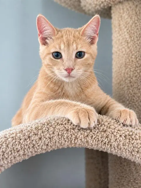 Sultan - Domestic Short Hair